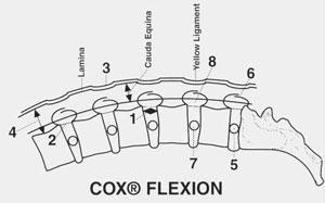 cox_flexion